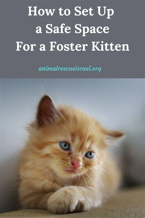 How to Set Up a Safe Space For a Foster Kitten | Foster kittens, Kittens, Pet sitters international