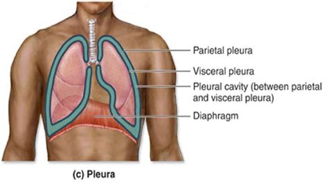 visceral pleura | Planes, Sections, and Cavities | Cavities, Anatomy and physiology, Thoracic cavity