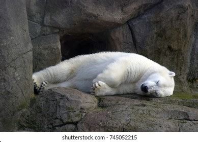 Sleeping Polar Bear Stock Photo 745052215 | Shutterstock