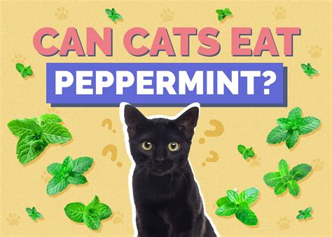 Can Cats Eat Peppermint? Nutrition Facts & FAQ | Hepper