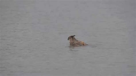 Great Horned Owl seen swimming in Lake Michigan