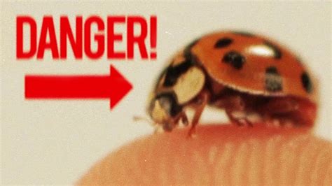 Are Ladybugs Boy Or Girl? All Answers - Chambazone.com