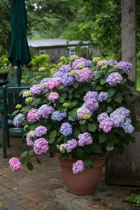 Growing Hydrangeas in Pots | Plants, Growing hydrangeas, Garden containers