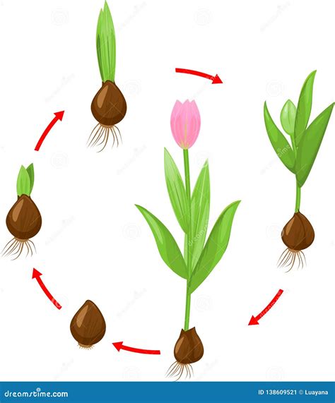 Life Cycle of Tulip Plant. Stages of Growth from Bulb To Adult Flowering Plant Stock Vector ...