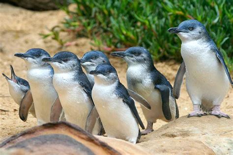 10 things you didn’t know about the Little Penguins at Phillip Island