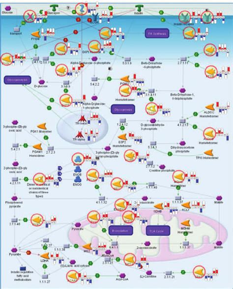 Customized pathway map representing a summary of gene expression... | Download Scientific Diagram