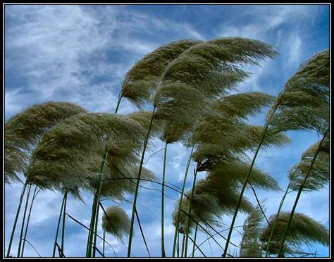 Reflexiones con el Padre Tomas: Cuando el Viento Sopla