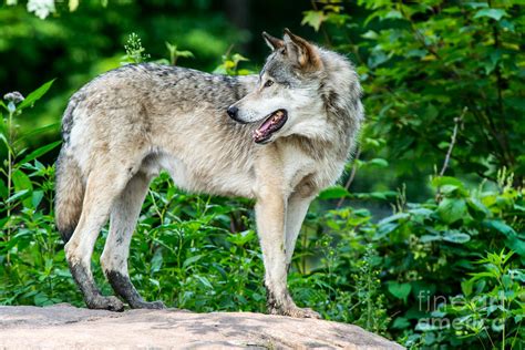 Eastern Timber Wolf Photograph by Robert McAlpine