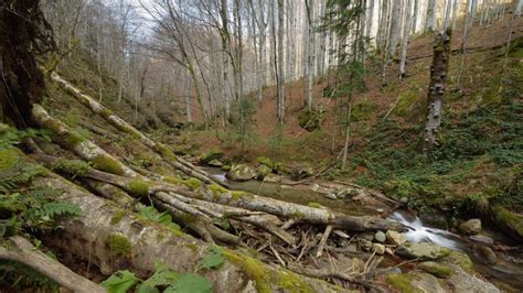 Romanian national parks and forest at risk – Euractiv