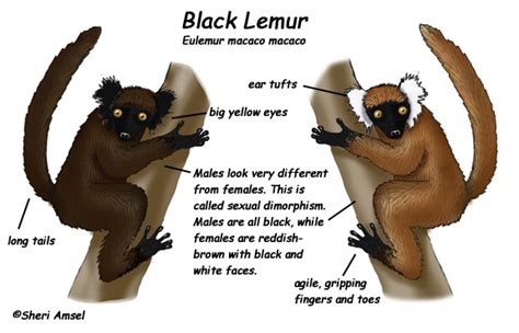 Lemur (Black) -- Exploring Nature Educational Resource