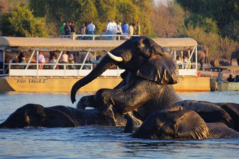 Sunset cruise on the Chobe River - Renedian