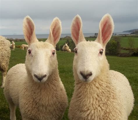 Ina Sample - Border Leicester Sheep - Beano & Dandy | Flickr