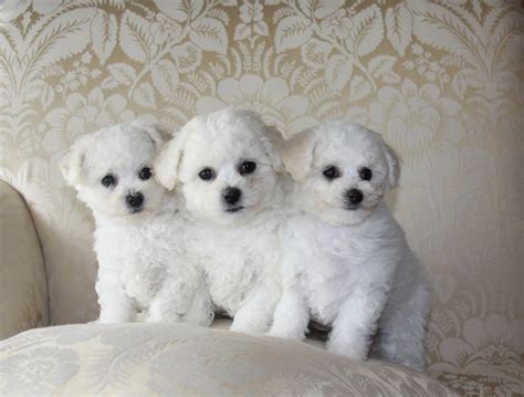 Puppy List Pictures