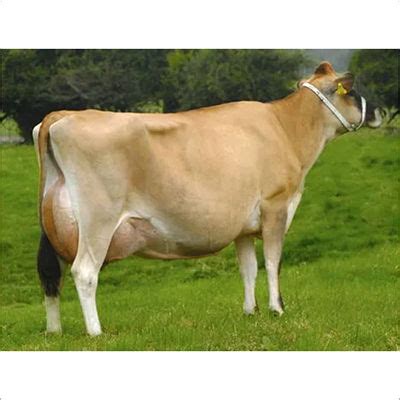 High Milk Jersey Cow at 50000.00 INR in Karnal | Sarav Arya Dairy Farm