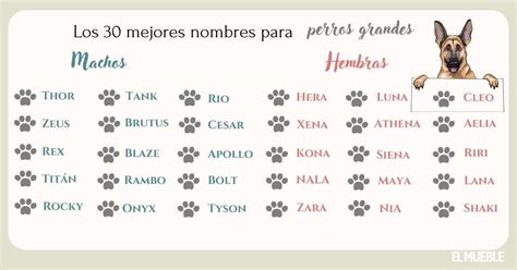 Nombres para perros grandes y su significado