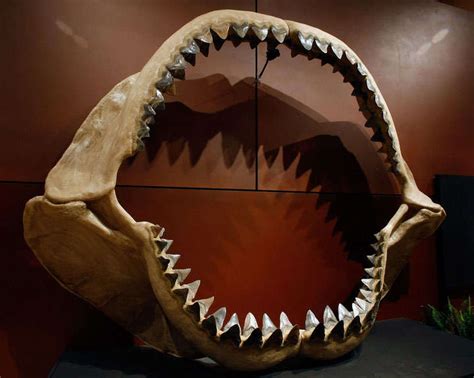 A New Study Suggests Megalodon Shark Was Even Longer Than We Thought ...