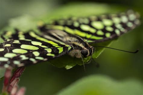 Tailed Jay Butterfly stock image. Image of tail, triangle - 253683071