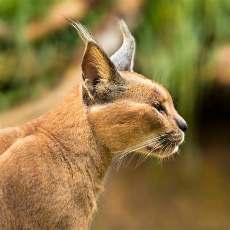 Free Images : animal, wildlife, zoo, predator, fauna, whiskers, vertebrate, cougar, puma, wild ...