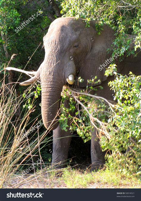 Big African Elephant Eating Grass Stock Photo 50018521 - Shutterstock