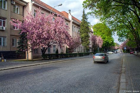 Sakura blossom in Uzhgorod · Ukraine travel blog