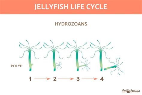 How Are Jellyfish Born? - Jellyfish Reproduction With Diagrams