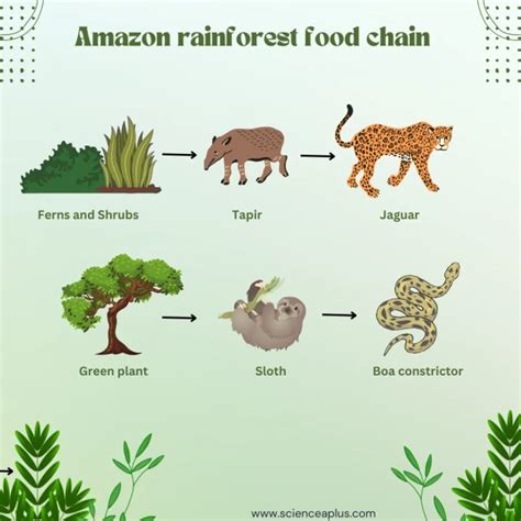 Rainforest food chain and Rainforest food web - Science A Plus