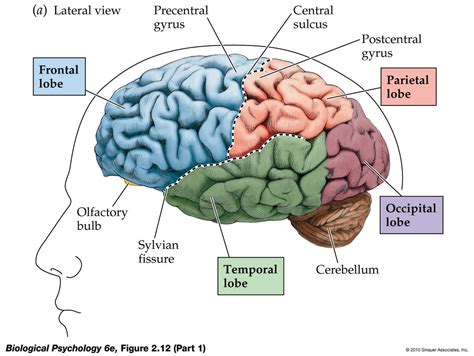 Brain Myths (And Facts)! Book Review and Ratings by Kids - Meera Dolasia