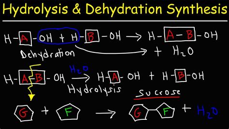 Describe What Happens in a Dehydration Synthesis Reaction