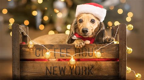 Baby Ped Puppy With Santa Hat And Christmas Lights Animals, HD wallpaper | Peakpx