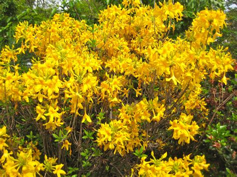 Azaleas, a rare yellow. | Yellow azaleas, Azaleas, Image