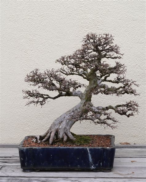 Bonsai Ulmus Parvifolia | Aneka Ragam Bentuk Bonsai