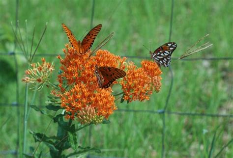 How to Create a Butterfly Garden - Hicks Nurseries