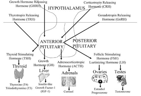 Hypothalamus And Pituitary Hormones