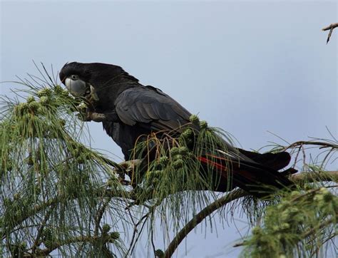 Red-tailed Black-Cockatoo - The Australian Museum