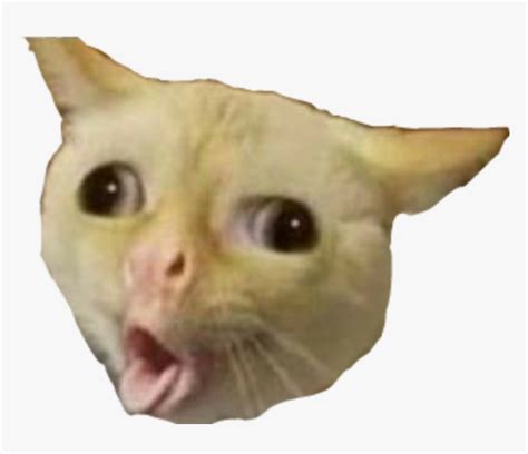 #cat #meme #funny - Cat Meme Head Transparent, HD Png Download - kindpng