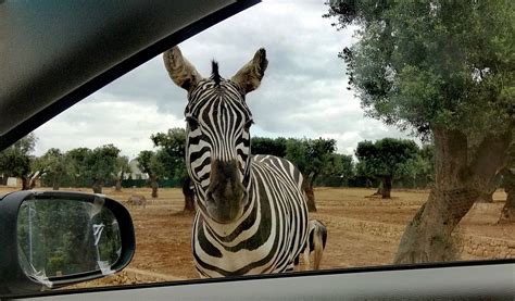 Zoosafari Fasano - a drive-through zoo in South-Italy, Puglia - Magnets On The Fridge