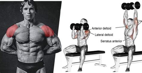 Arnold Press: Target Deltoids, Traps, Triceps & Serratus