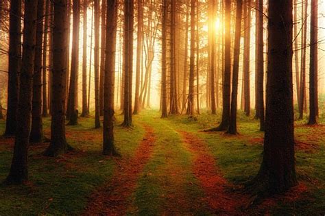 Free Stock Photo of Sunlight passing through trees in forest | Download Free Images and Free ...