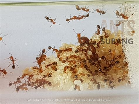 Solenopsis Geminata - Ants-Subang.com