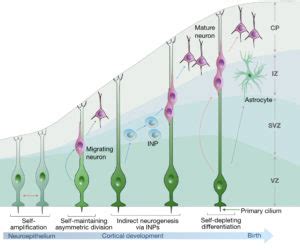 Cell signaling in developing brain