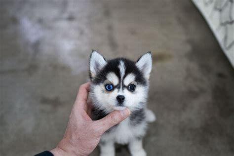 Teacup Pomsky: All You Ever Wanted To Know About Them