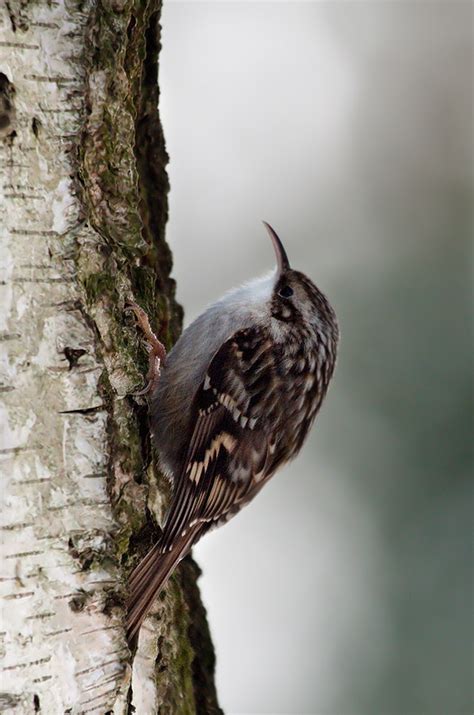 Photo Collection: Passerine, Bird