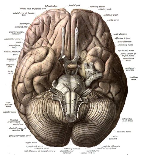 Brain Anatomy Wallpapers - Wallpaper Cave