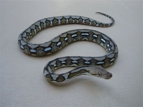 Anery Tiger Dwarf Reticulated Python | Super dwarf reticulated python, Reticulated python, Pet snake