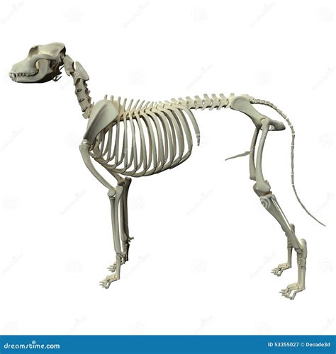 Dog Skeleton Anatomy - Anatomy of a Male Dog Skeleton Stock ...