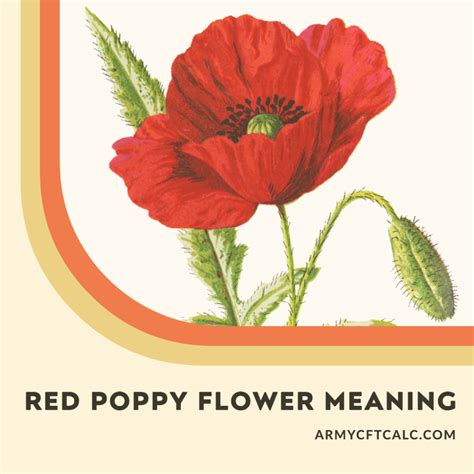 Poppy Flower Meaning: A Deep Dive into Military Remembrance - Army CFT ...