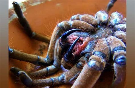 Goliath Birdeater - Description, Habitat, Image, Diet, and Interesting ...