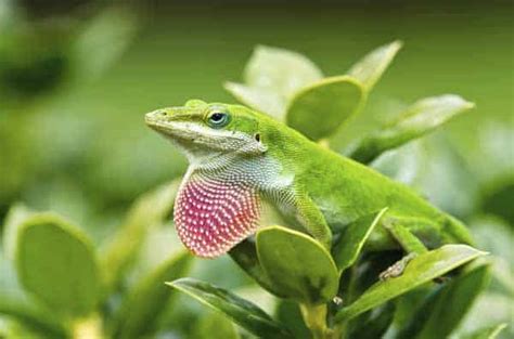 Green Anole Care Sheet - Reptiles Magazine