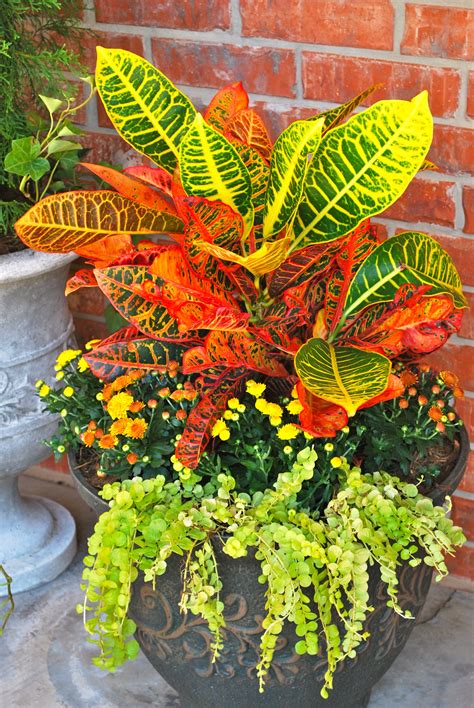 Fall Container Gardens, Fall Containers, Container Gardening Flowers ...