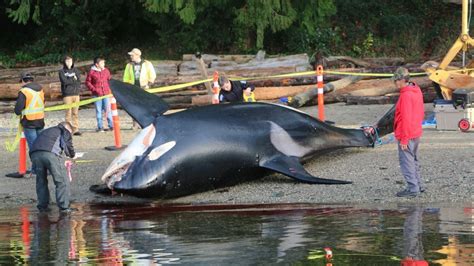 Study: Humans cause more orca deaths than previously understood - OPB